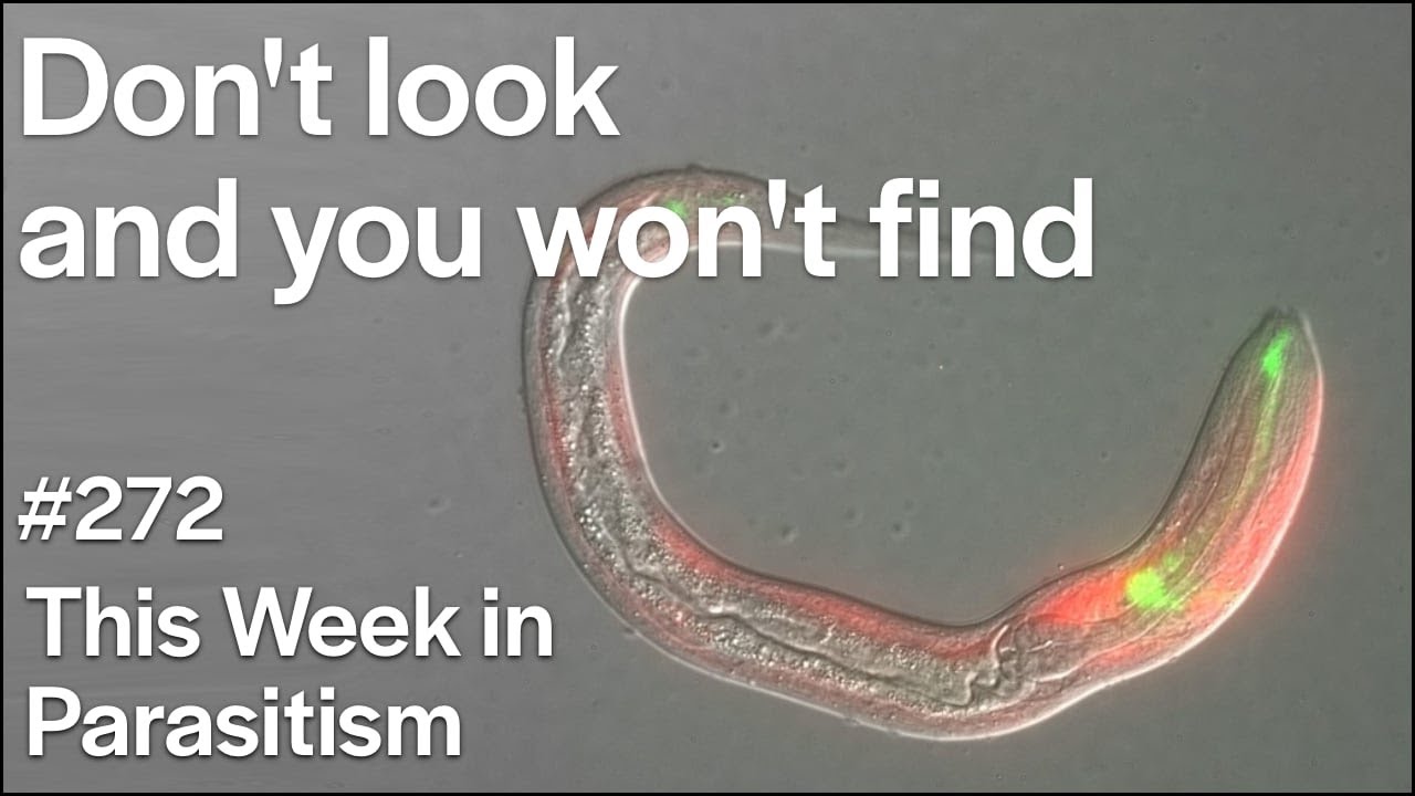 TWiP 272: Don't look and you won't find