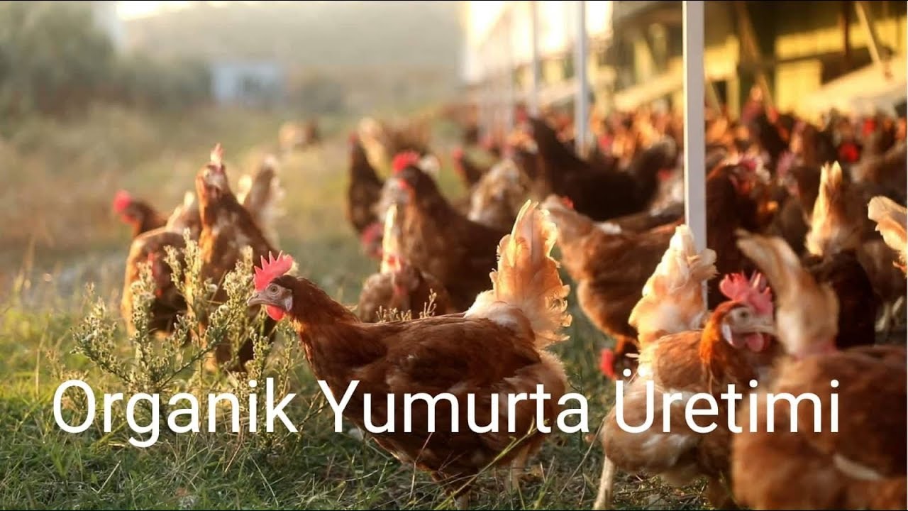KOR ORGANİK - TAVUK ÇİFTLİĞİ  - ORGANİK YUMURTA ÜRETİMİ