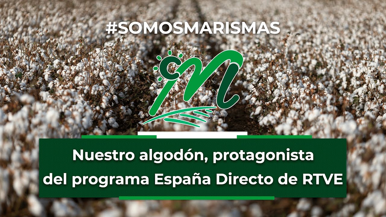 Nuestro algodón, protagonista en España Directo de RTVE