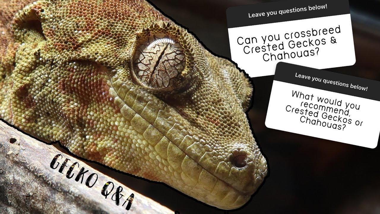 Chahoua X Crested Gecko, Care, Lifespan, etc | CHAHOUA Q&A