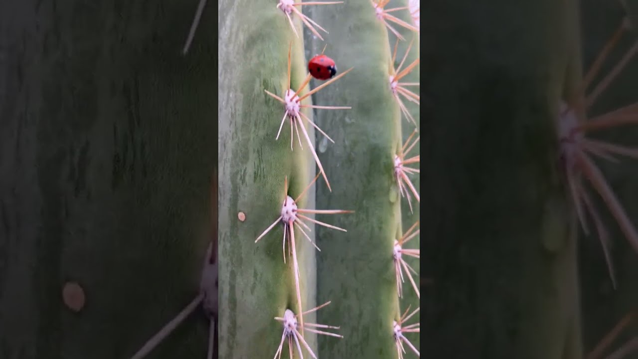 San Pedro Cactus Hard Grown Garden Tour (pt. 2)