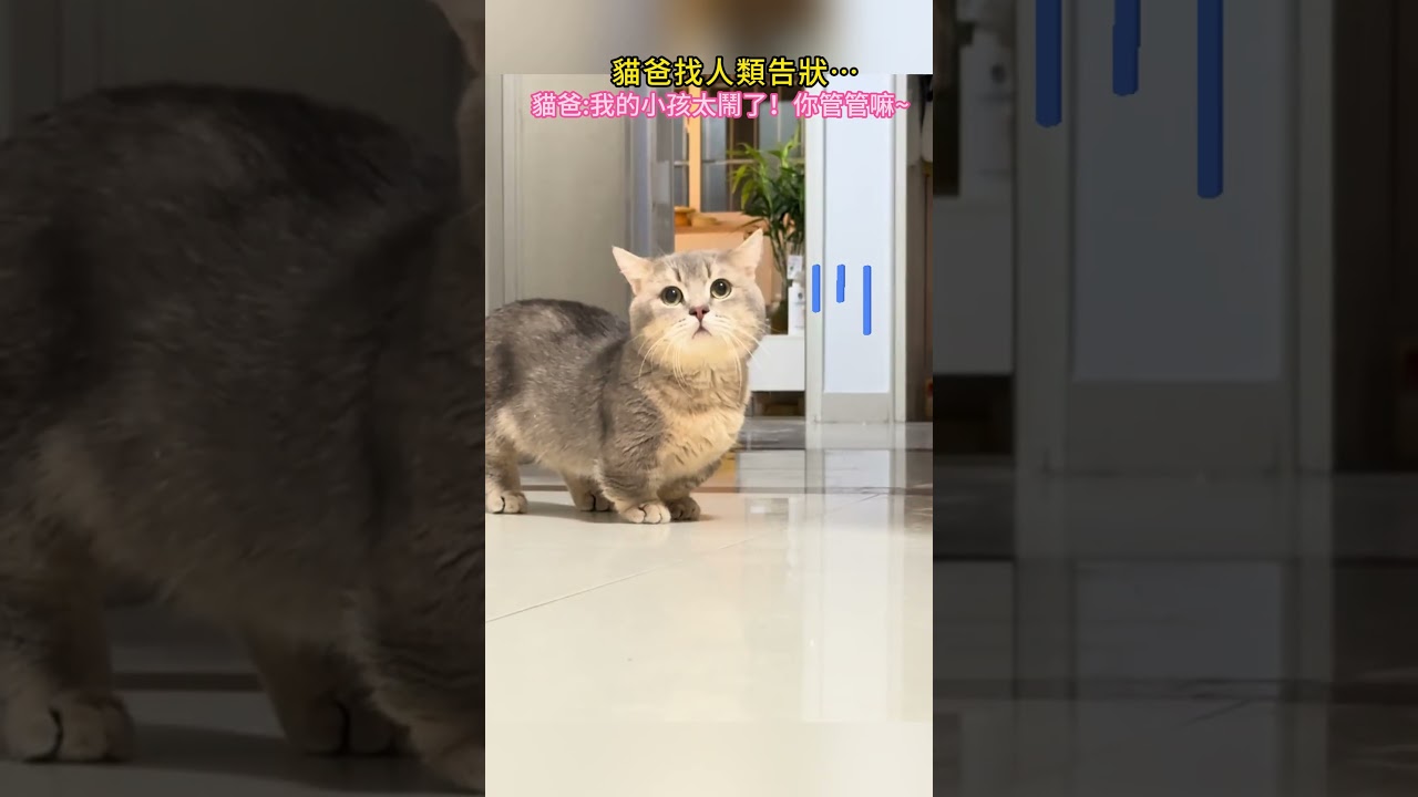 Кот-папа 🐱 жалуется людям... Кот-папа 🐱: Человек, мой ребенок слишком шумный😵, не мог бы ты, пожа...