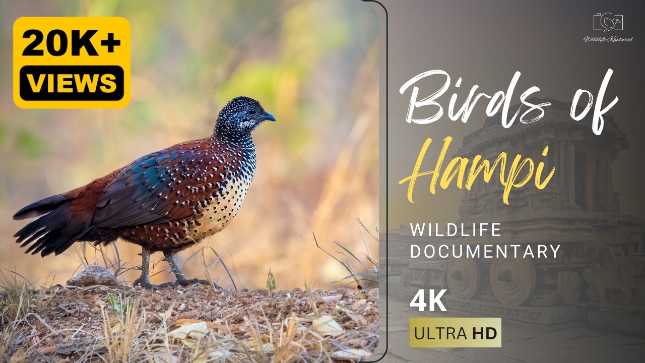 Птицы Хампи | Документальные фильмы и фотографии дикой природы | Видео 4K
