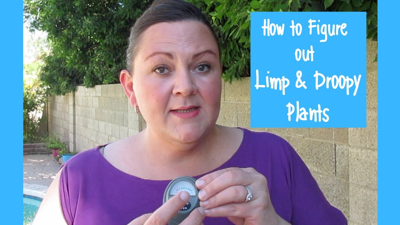 How to figure out limp droopy plants in a Hot Desert Garden Wk 17