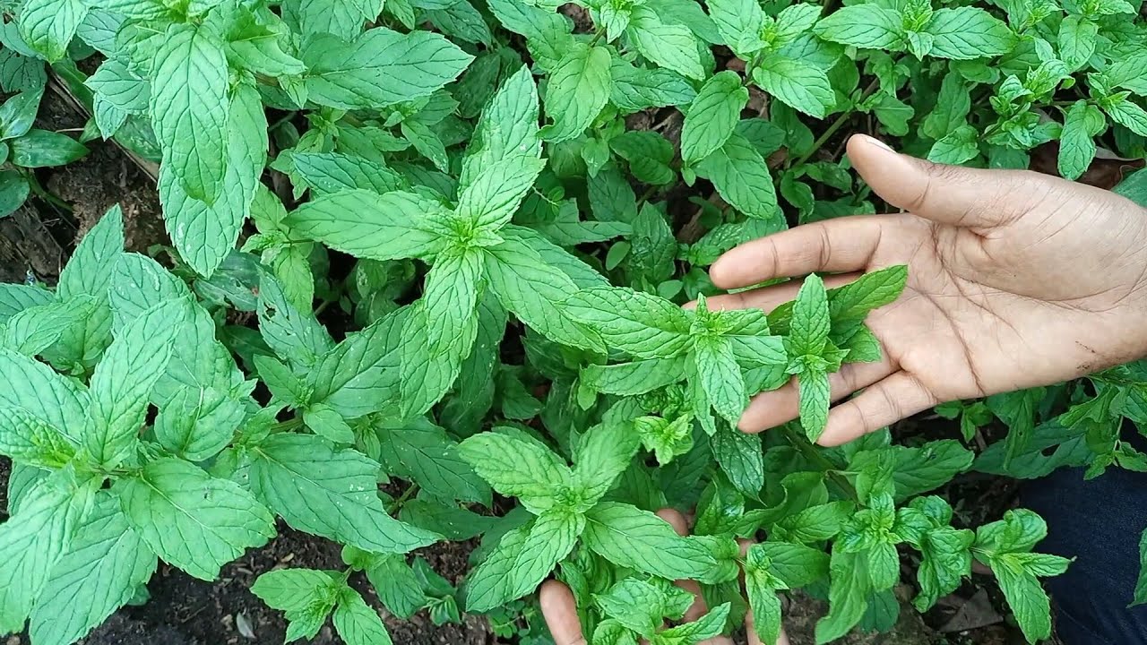 Edagala Lilino Baliyita Pepper Mint Obadde Okimanyi Nti Pepper Mint Bwati Bwafanana