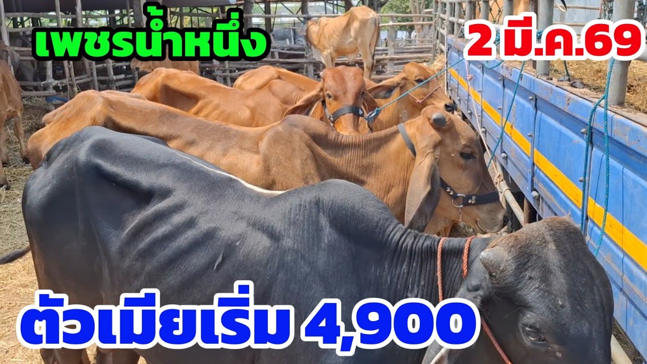 วัวมากกว่า 100 ตัว เพชรน้ำหนึ่งจัดให้ ทั้งสายเลี้ยง สายขุน วัวเล่ 2 มี.ค.69 แบบนี้สนุกเลือก