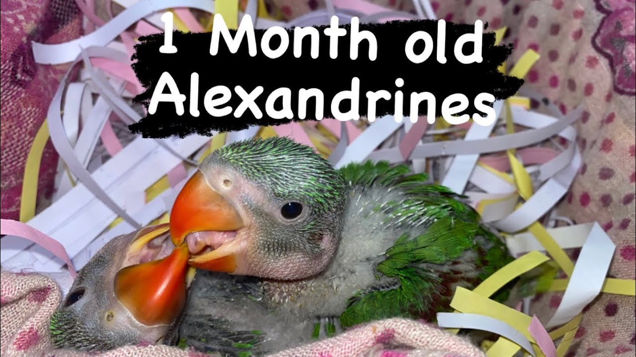1 Month Old Baby Alexandrines | Baby Alexander Parrots | #Alexander #BabyParrots #WorldOfParrots