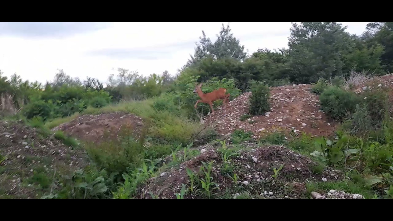 Srndac ubica!:)