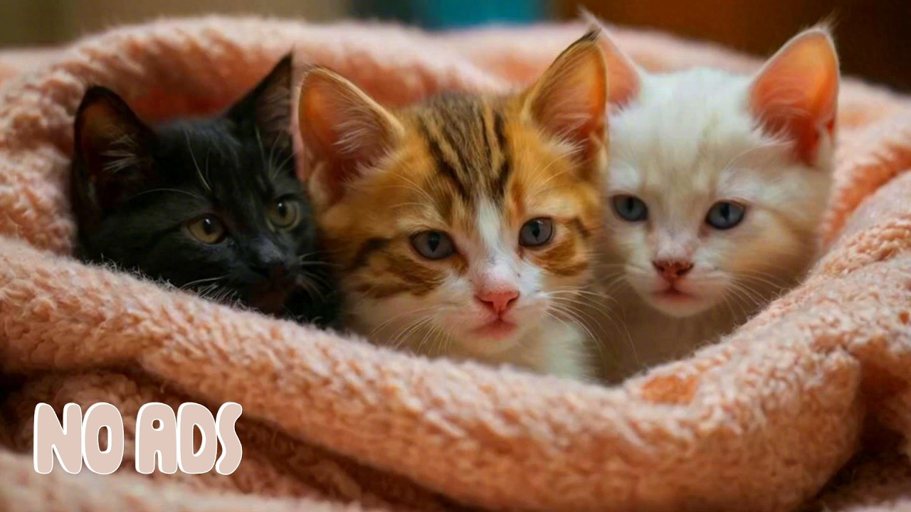 Calming Piano for Cats 🐱 Healing Sound and Cozy Ambience Help Deep Sleep
