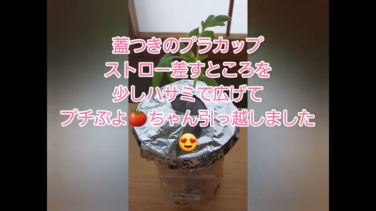 室内水耕栽培🍅プチぷよイエロー🍅初心者🍅２回目の夏🍅