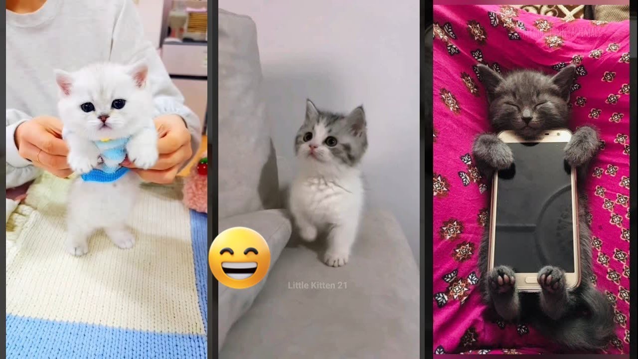 Cute Animals ❤️ #funny  😻 #FunnyCats Ep 9783
