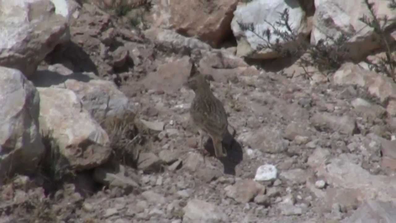 Birds of Morocco - Seedeaters