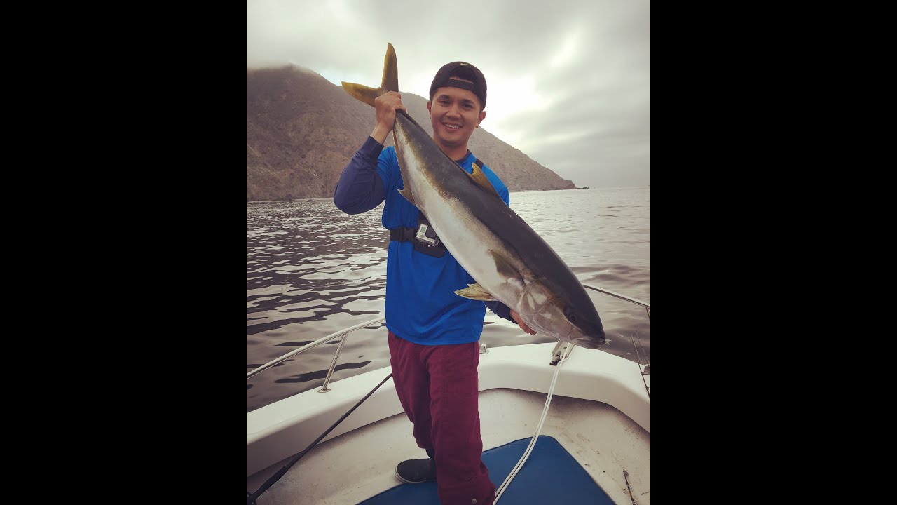 Daiwa Lexa 400 & Phenix M1 82h Vs 25lb Yellowtail