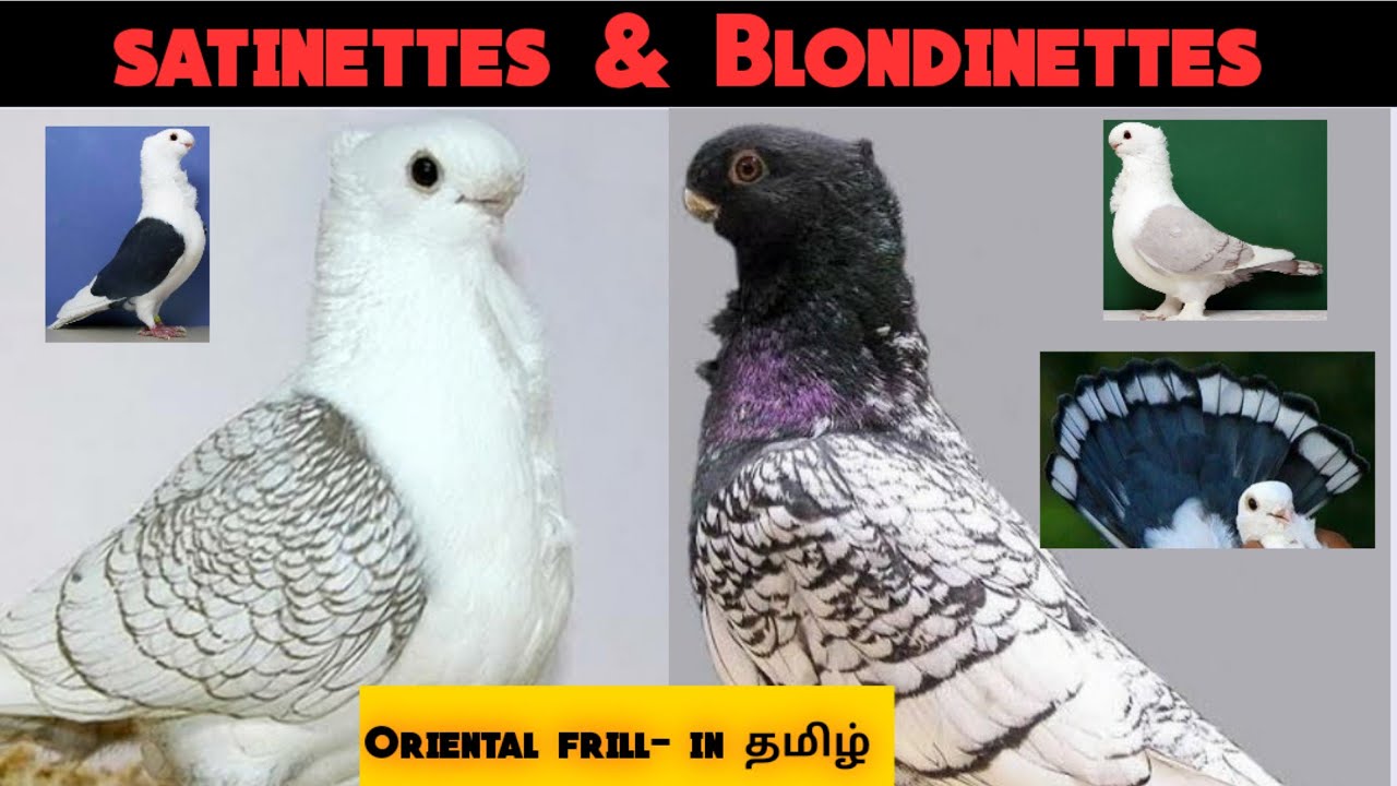 Oriental frill | Satinettes | Blondinettes| Pigeon series-11 | Ilayaraja T