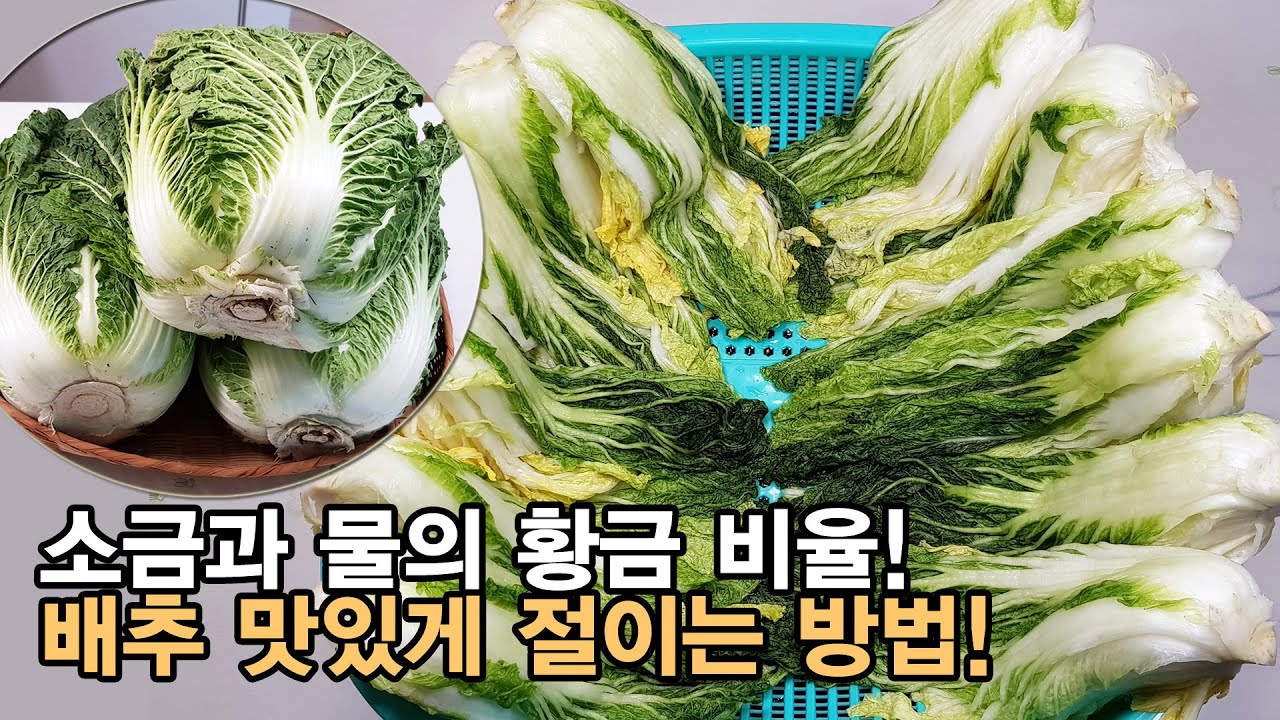 배추 맛있게 절이는 법 , 간단하지만 따로 있습니다. 배추 절임 소금 비율 ! 배추 절임 시간 ! 배추 포개는 방법 ! 절임배추 만들기.[백길월의 한식요리]