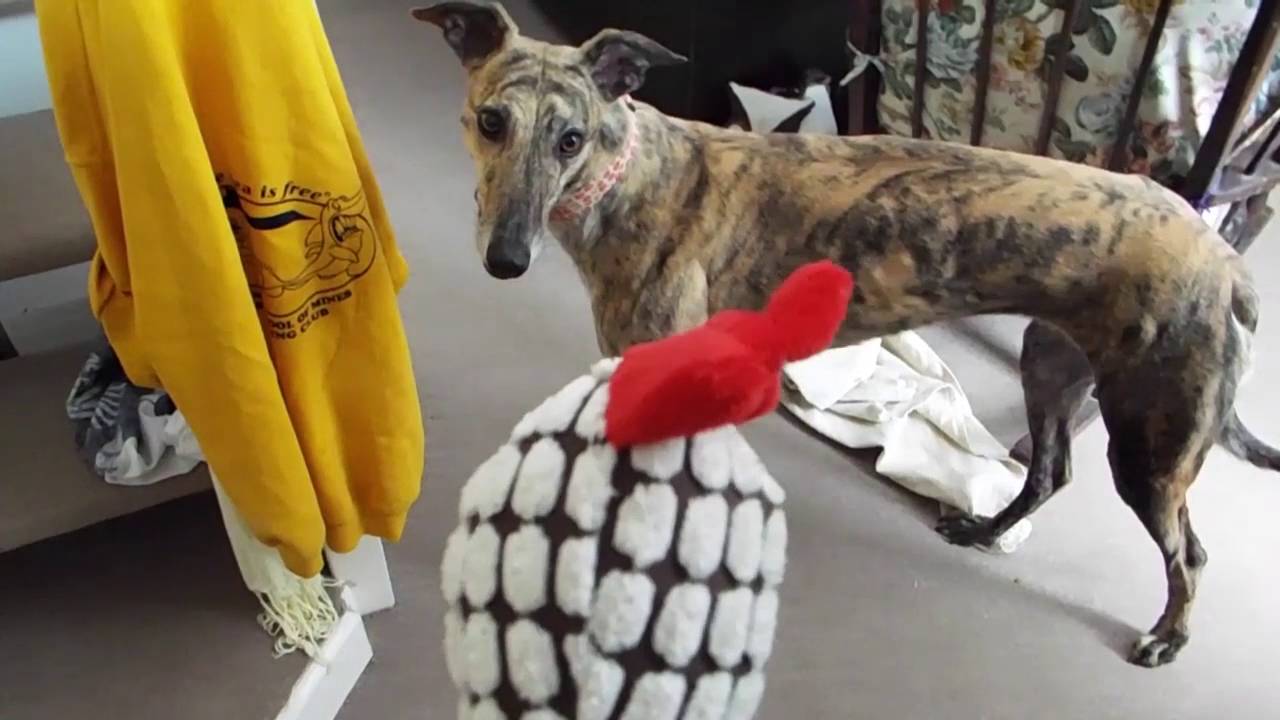 A day in the life of Ella the rescue greyhound!