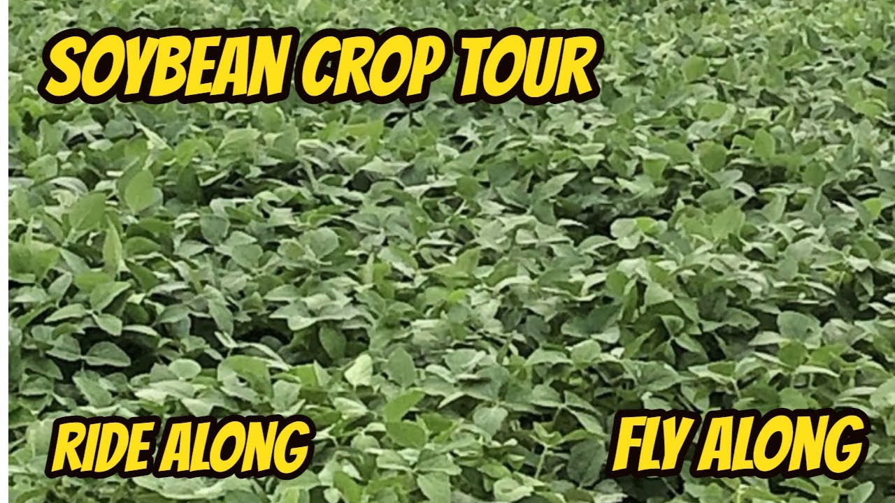 Soybean Crop Tour  Ride Along and Fly Along