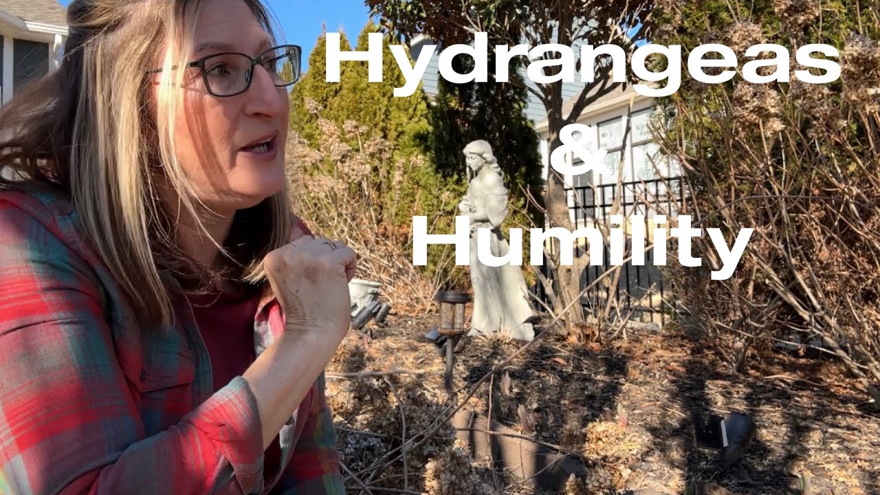 How to Prune Panicle Hydrangeas + Powerful Humility Scripture