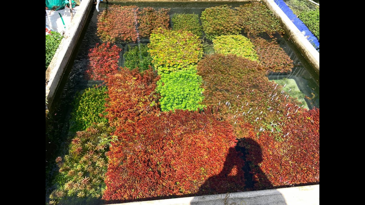 Trại Thủy Sinh Thùng Xốp - AQUATIC PLANT FARM in VIET NAM