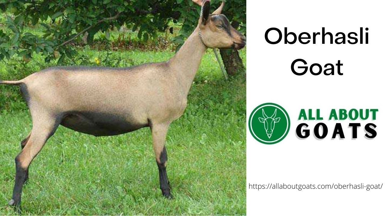 Oberhasli Goat
