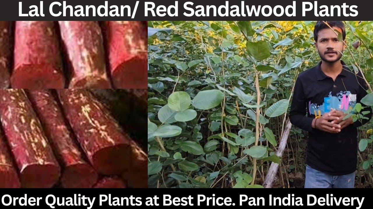 Lal Chandan | Red Sandalwood Plants | Lal Chandan Farming | Pterocarpus Santalinus