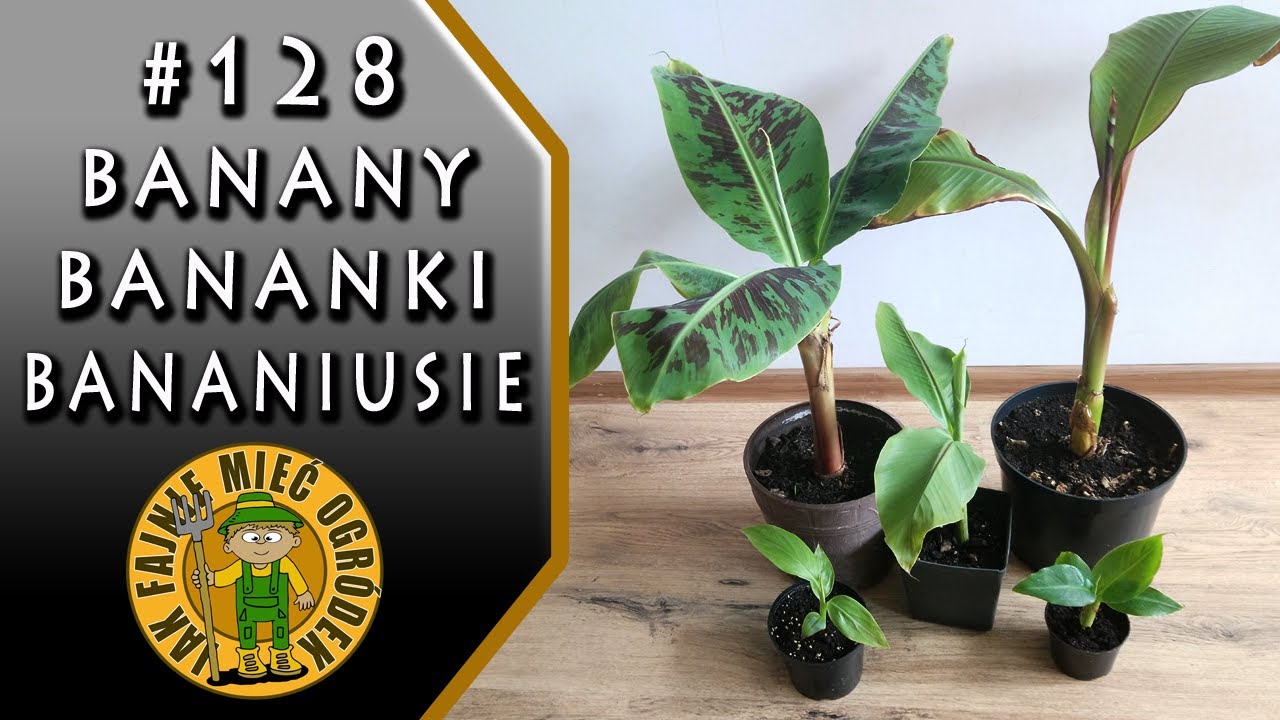 #128 Bananowce, jak przezimowały, jak rosną u mnie Wasze okazy?