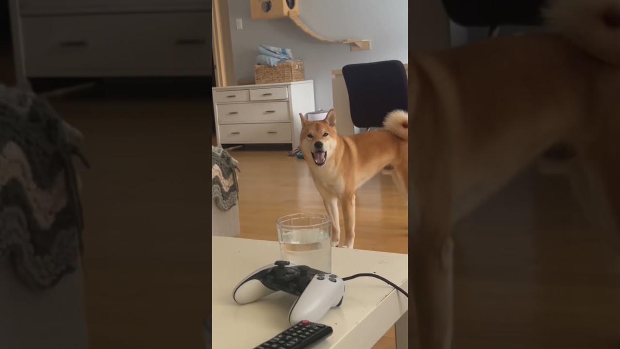 Shiba Inu scream #shiba #dog #funny
