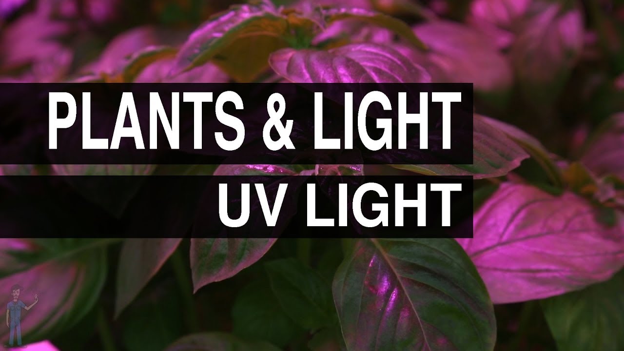 UV Light : Plants & Light #103