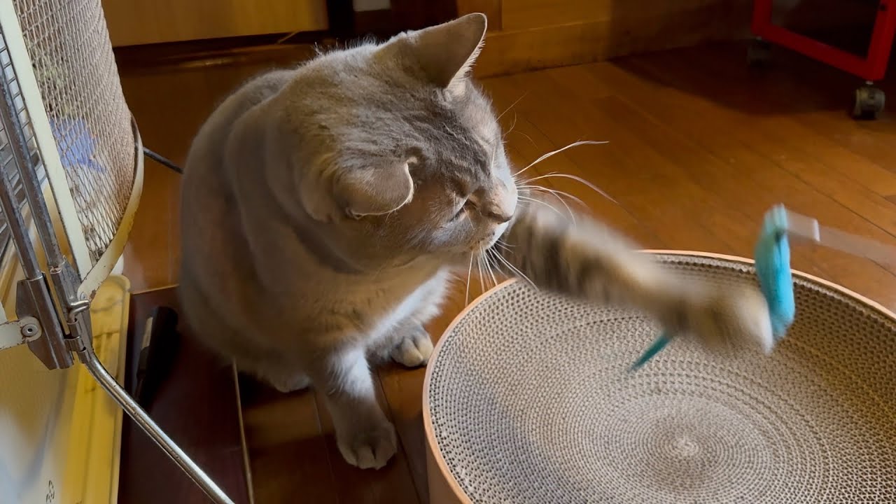 朝ごはんを食べに2階に上がり.. おじいちゃんに挨拶してからしっかり食べて.. 下に降りずに窓から外を眺め.. おばあちゃんが上がって来たので見るのをやめて.. 一緒に降りて部屋に戻って遊ぶ猫・・・