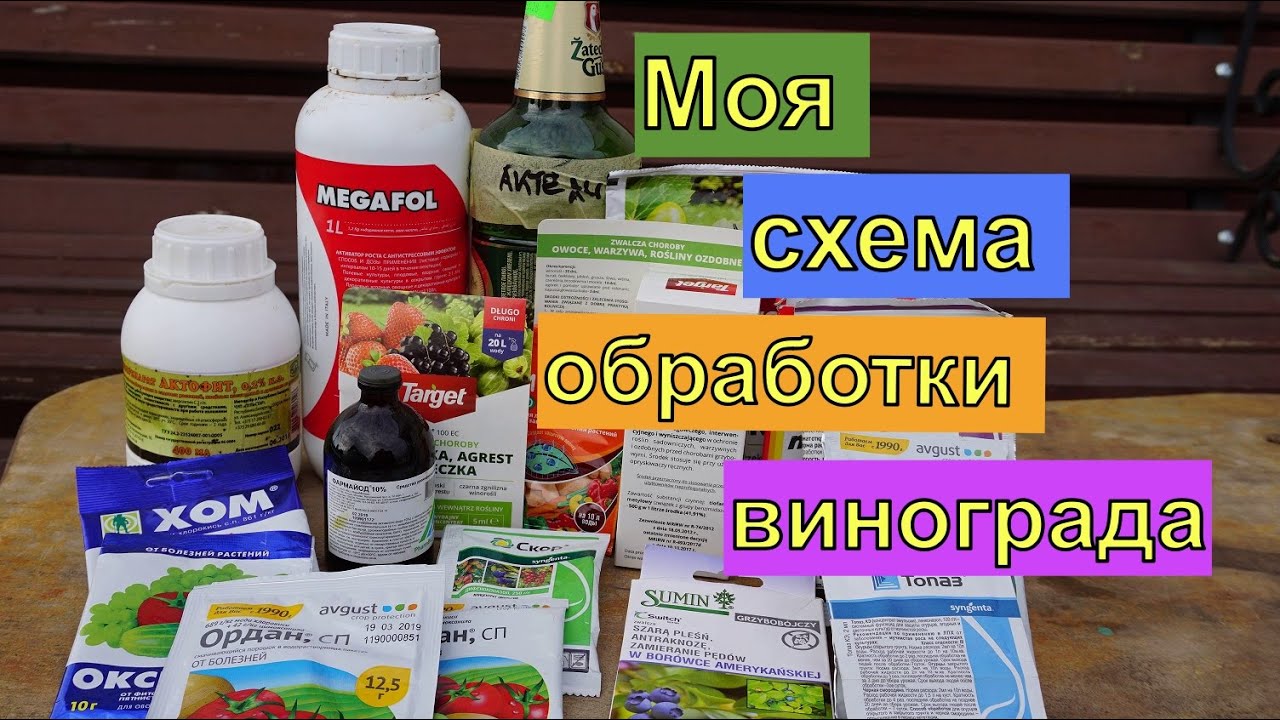 Виноград.  Схема защиты винограда.
