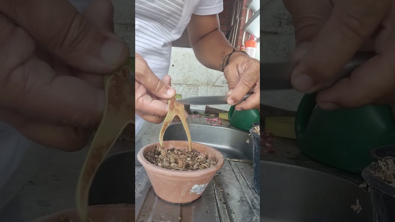 Saiba como  Reproduzir  planta Chifre de Veado Platycerium sp.