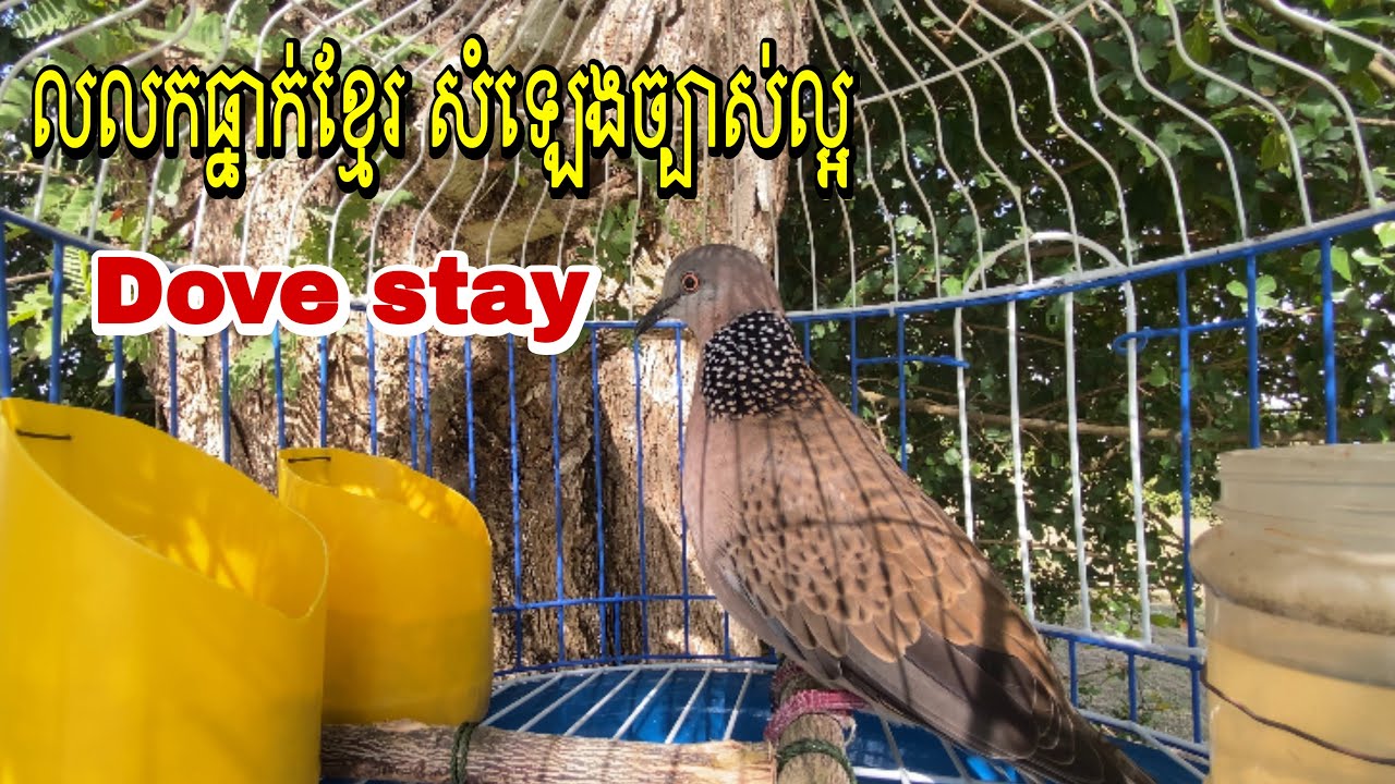 លលកធ្នាក់ខ្មែរ សំឡេងច្បាស់ល្អ Dove stay