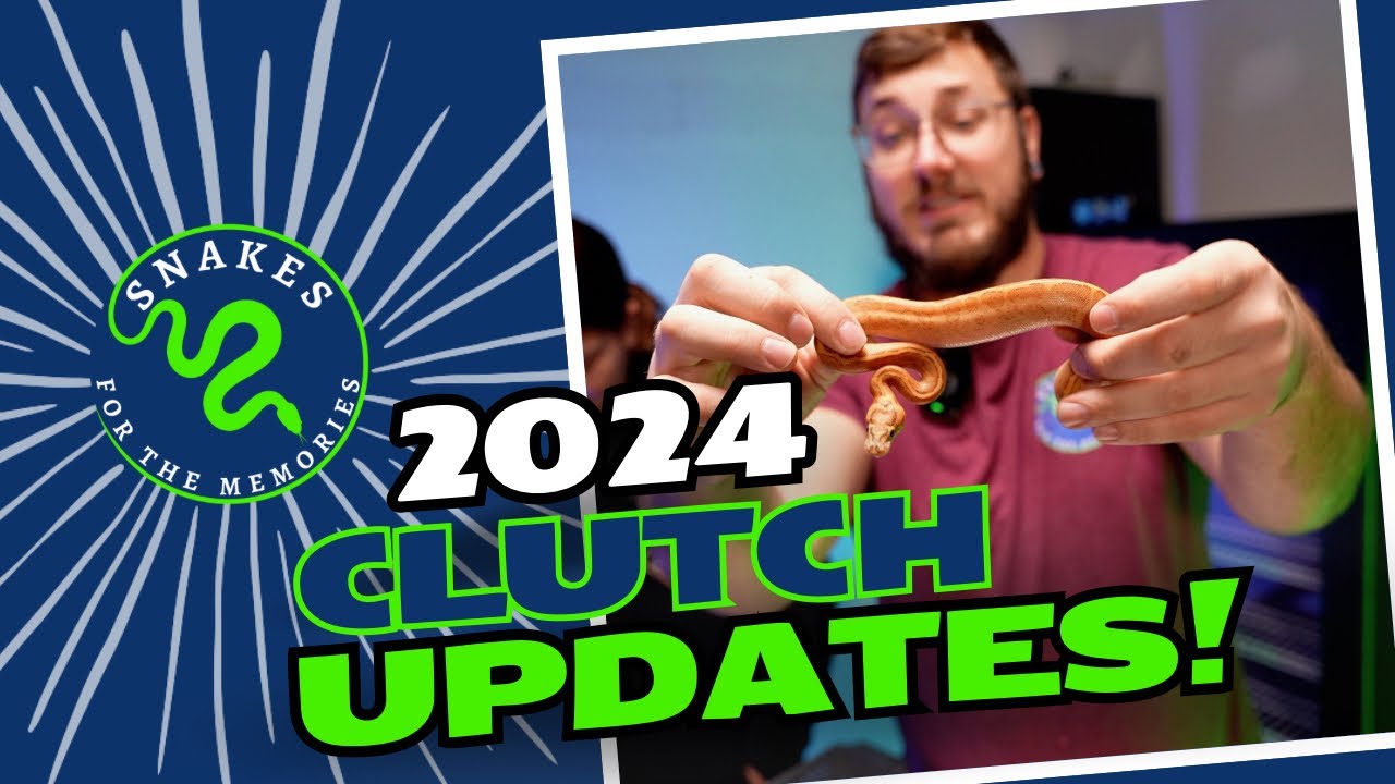 Super Asphalt Clutch Reveal and Full Hatchling Update!