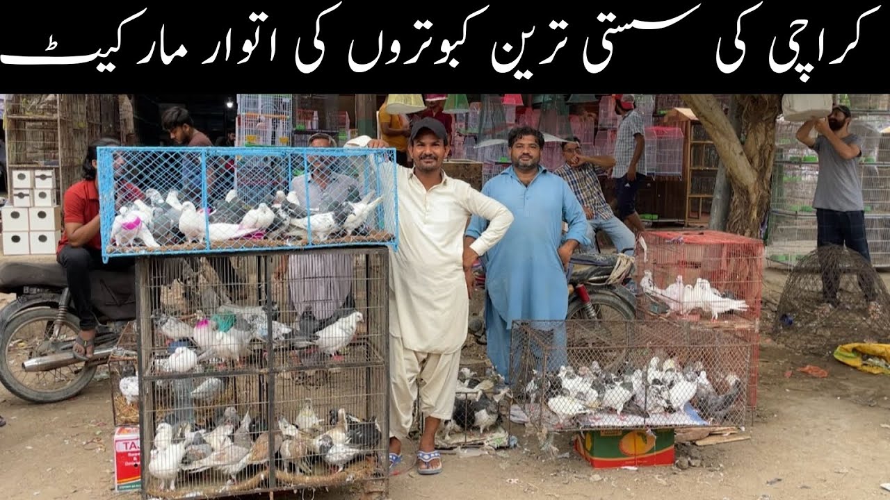 Kabootar Market Lalukhet Sunday Video Latest Update 3-8-2025 in Urdu/Hindi