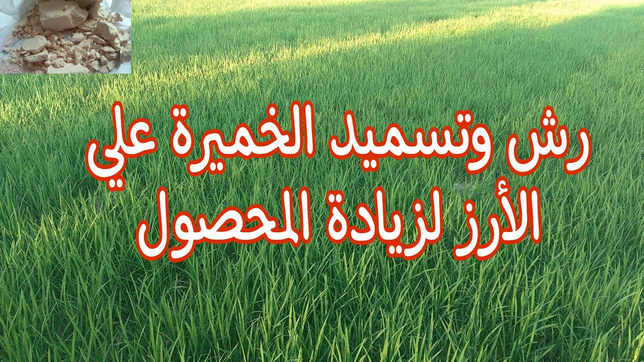 زراعة الأرز وتوضيح طريقة وفوائد التسميد والرش بالخميرة لزيادة النمو الخضري والمحصول