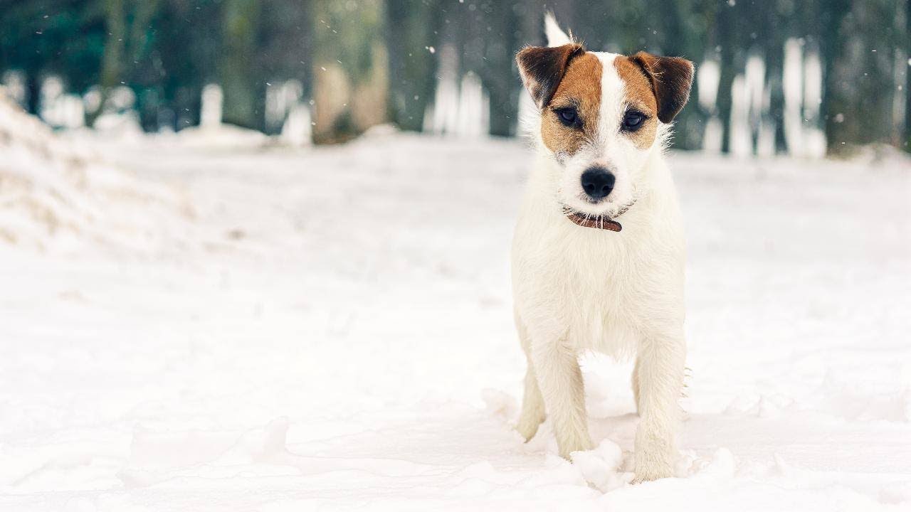 How to Protect Your Dog's Paws From the Snow, Salt and Ice During the Winter