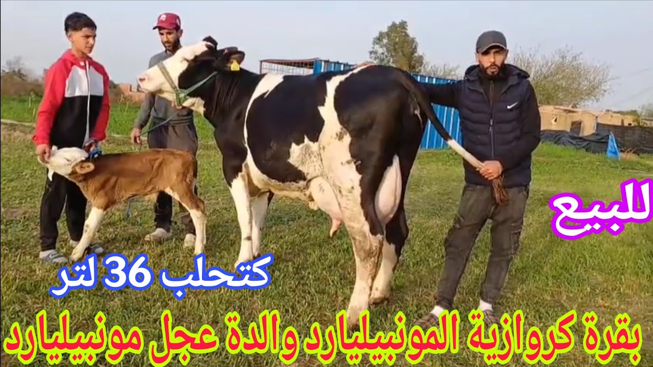 تباااارك الله💫 بقرة والدة عجل مونبيليارد🌟إتصل 06.17.75.28.00 📞ألو ولد العيساوي نواحي الغرب🇲🇦 