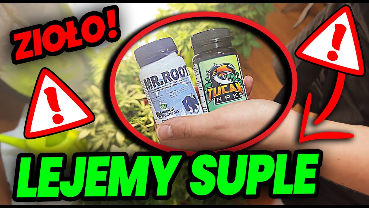 [VLOG 72] NIE mają jeszcze miesiąca !🔥 A JUŻ ROSNĄ JAK SZALONE ! Jakie suple dajemy do ZIOŁA ? grow
