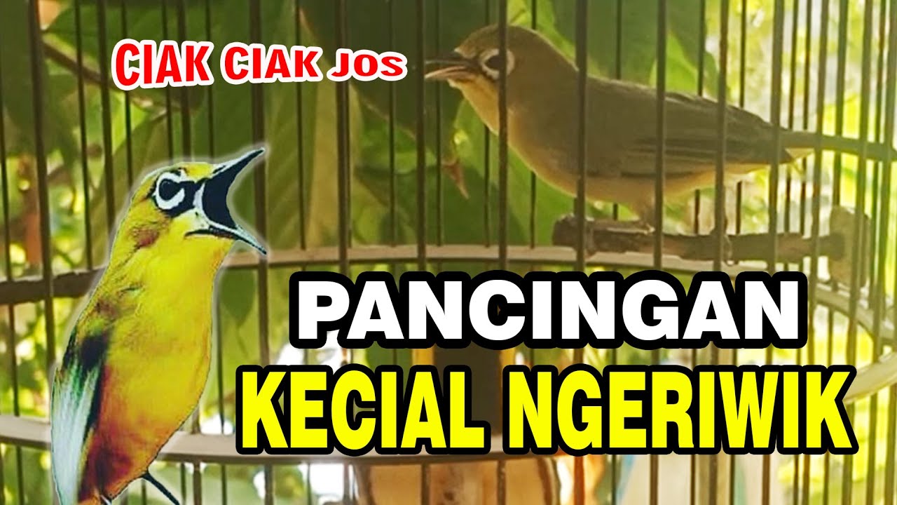 ⭕️ PANCINGAN KECIAL KUNING NGERIWIK AKAN GACOR SETELAH DENGAR INI
