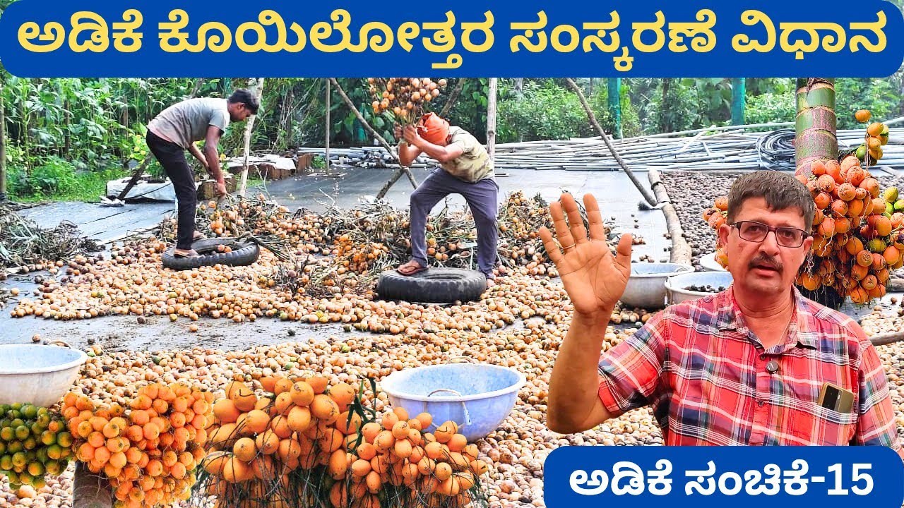 ಮಳೆ ಬಂದರೂ ಅಡಿಕೆಗೆ ಟಾರ್ಪಲ್ ಹಾಕುವುದಿಲ್ಲ ಯಾಕೆ⁉️ ಯುನಿವರ್ಸಿಟಿಯಿಂದ PHD ಅಧ್ಯಯನ ಮಾಡಿದ ಅಡಿಕೆಯ ಕಣ @ಅರವಿಂದ್ ಭಟ್