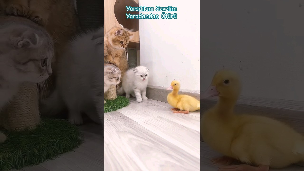 Sevimli Yavrular ❤️🐣🐤🐦🦜🐈🐱🐈&zwj;⬛🦆 #baby #cat #duck #birds #cute #kitten #funny #comedy #viral #shorts