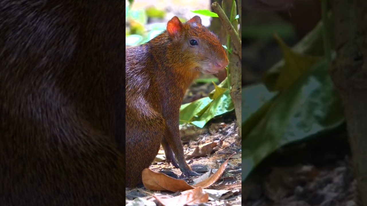 The Central American agouti (Dasyprocta punctata)#shors #viral #shortsvideo