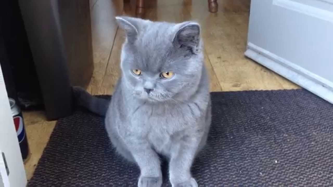 British Shorthair Kitten (6 months old)
