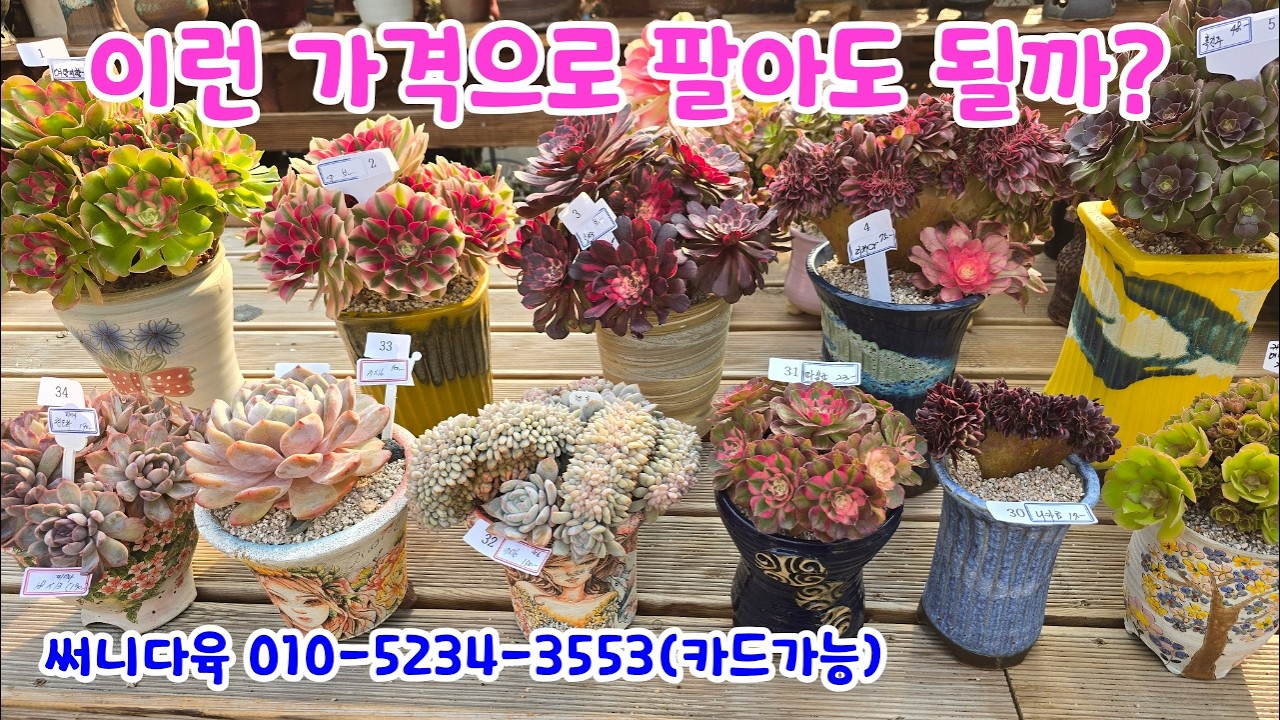 260305📍#써니다육 여왕의향기 설희금 리치철화 흑진주 우화 핑크라떼 펄빈 엘리스 꽃장미철화 공작깃 공작새금 진달래 핑크프린스