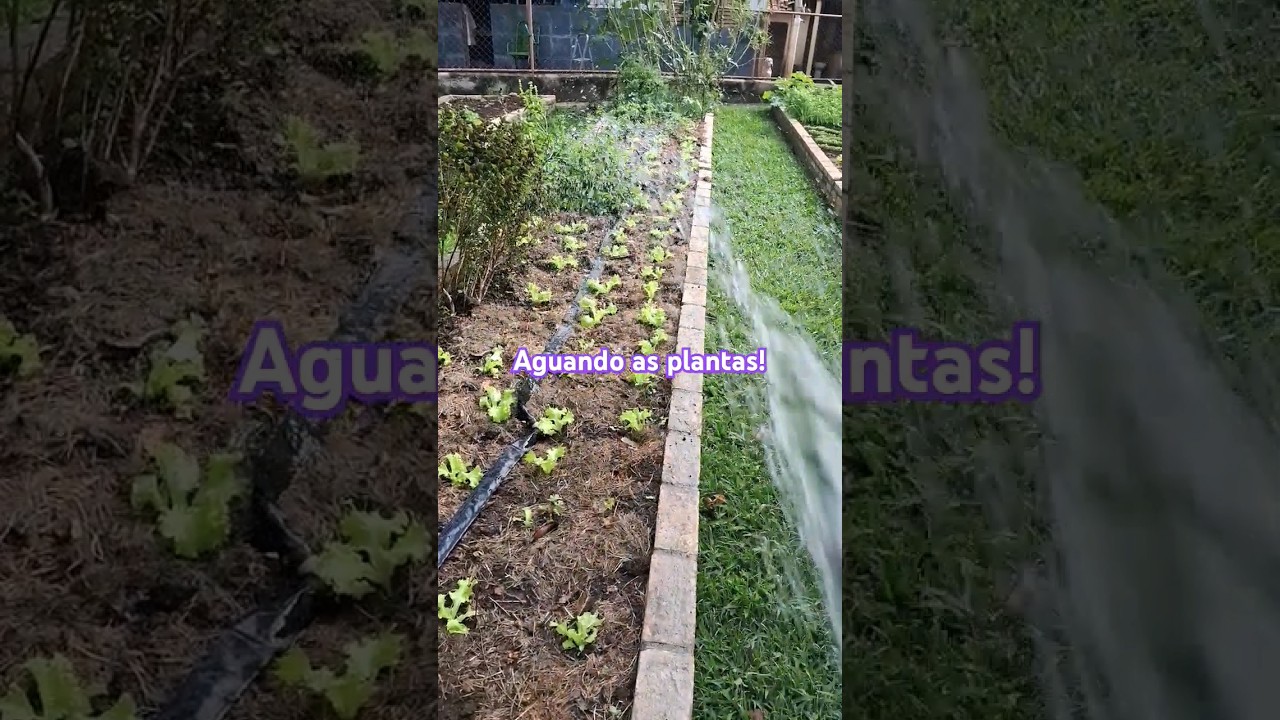 aguando as plantas #coisadaro&ccedil;a #vidanaro&ccedil;a #horta #ro&ccedil;a #youtubeshorts #agricultura #agro