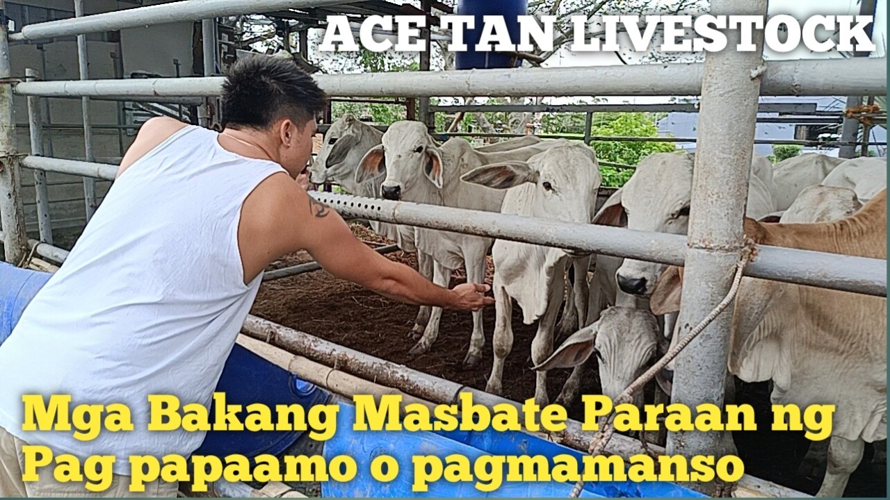 Mga Bakang Masbate