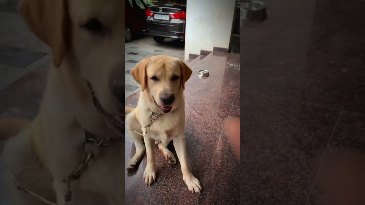 I learned to count, mom 😍#funnydogvideos#funnypets#labrador#viraldogreels#cutedog