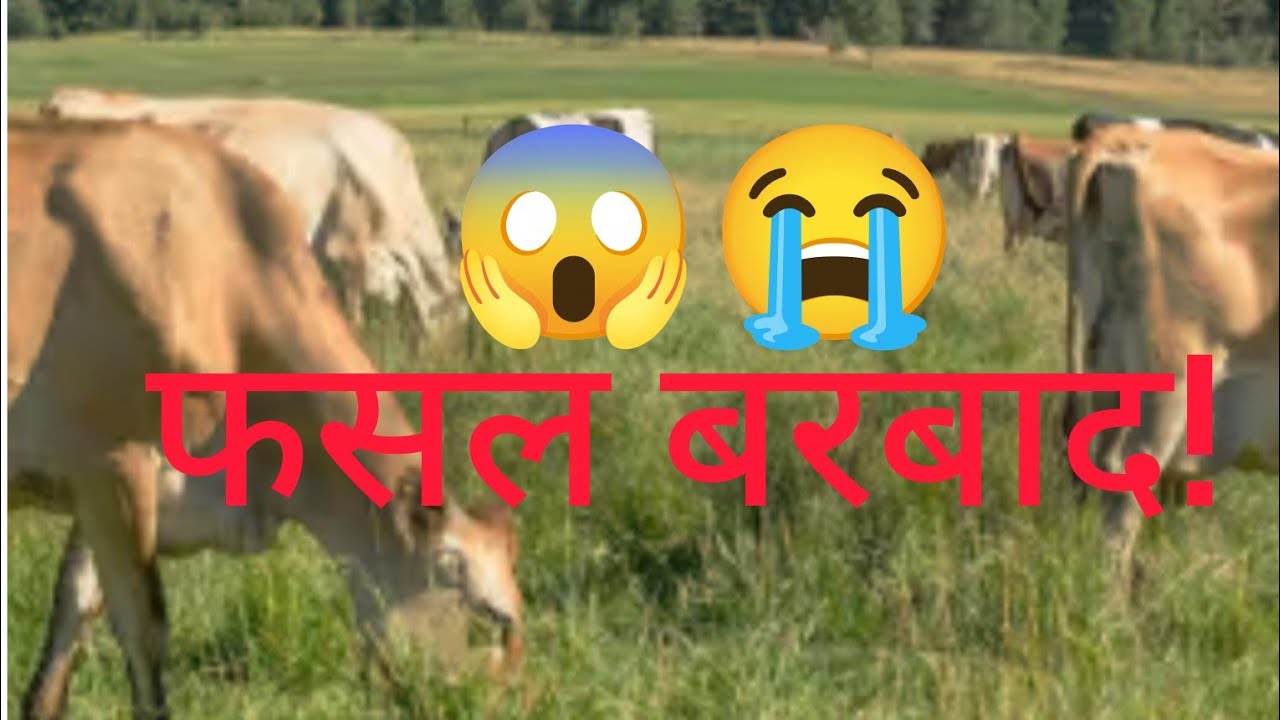 किसान कि लंका जल गयी 😨🌾🐂गाय ने कर दिया खेत बर्बाद 😭 | आवारा पशुओं से कैसे बचें? 😱