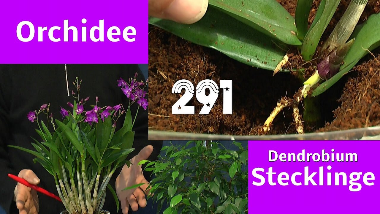 Orchidee durch Stecklinge vermehren Dendrobium berry oda