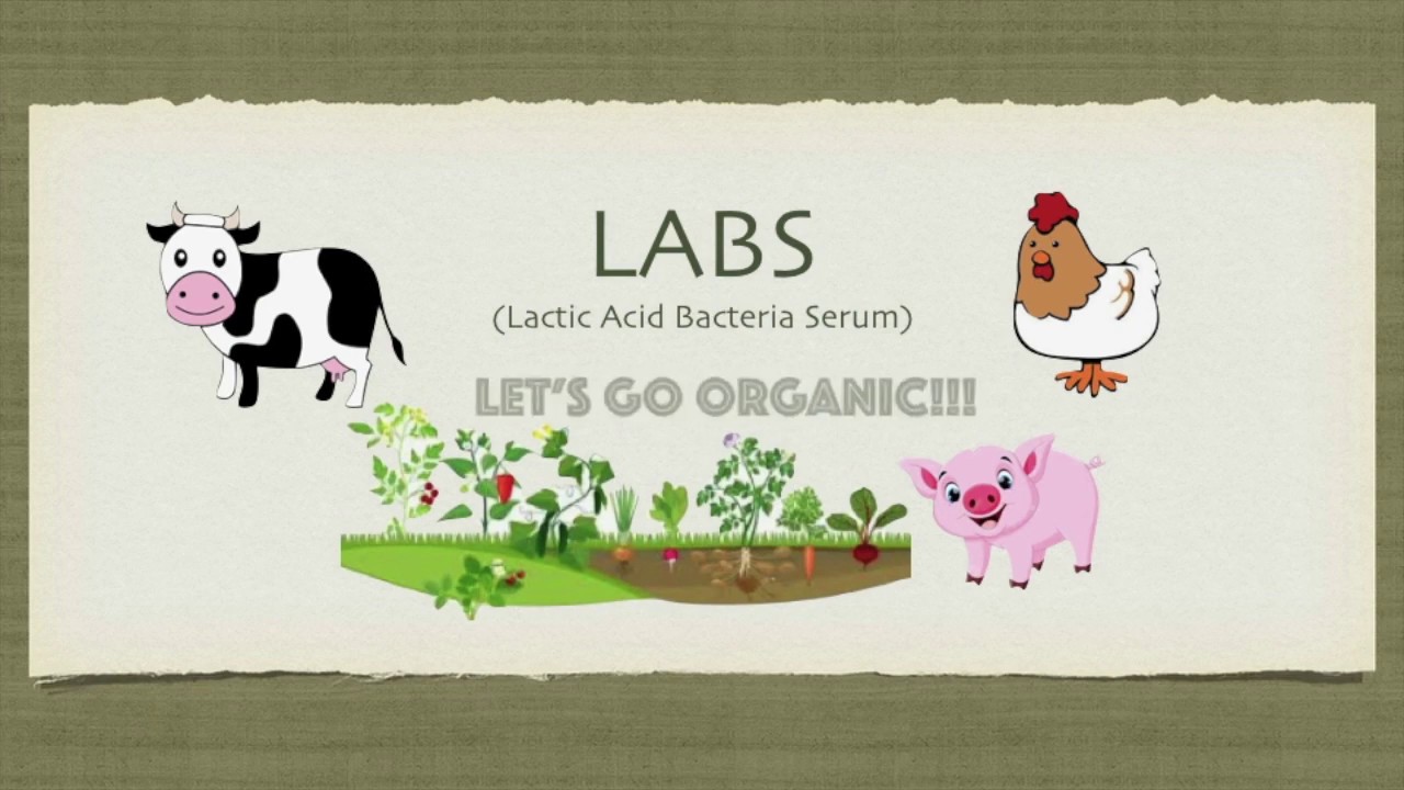 Low Cost Probiotic. Let's go Organic
